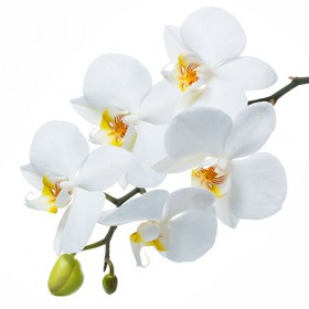 Стол обеденный Танго белый/Орхидея в Славгороде - slavgorod.katalogmebeli.com | фото 3